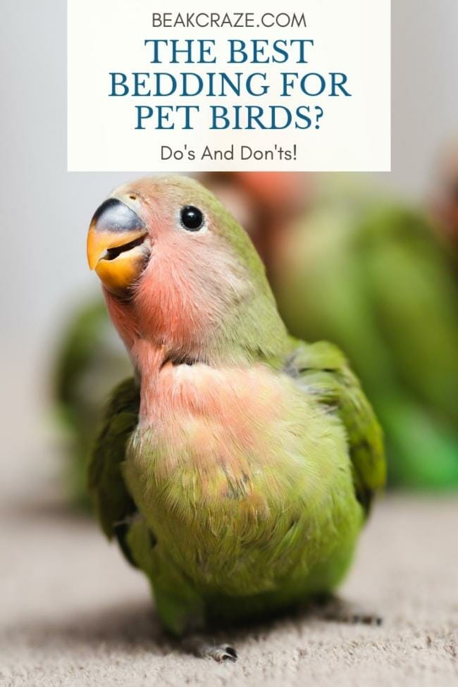What is the best bedding for pet birds?
