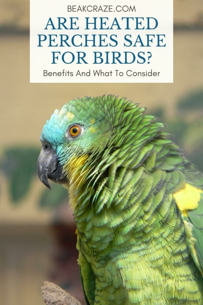 Are Heated Perches Safe For Birds? Benefits And What To Consider
