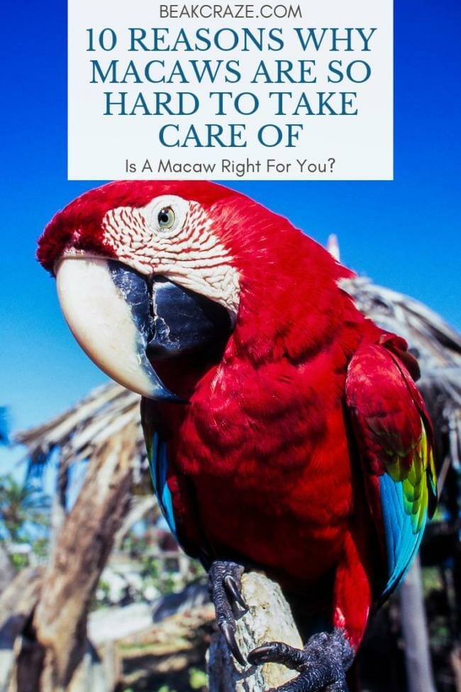Are macaws hard to take care of?