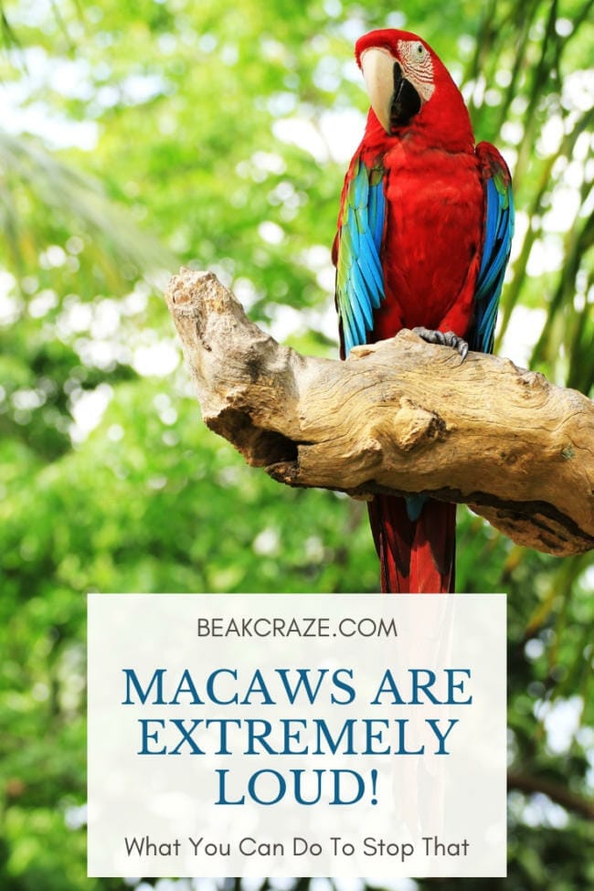 Are macaws loud?