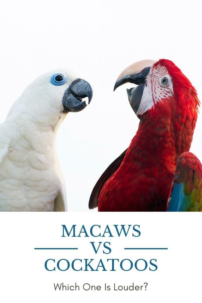 Are macaws louder than cockatoos?