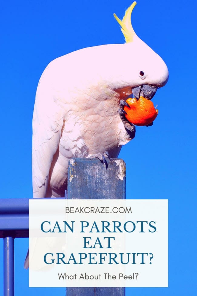 Can Parrots Eat Grapefruit? What About The Peel?