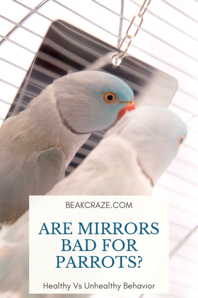 are-mirrors-bad-for-parrots-healthy-vs-unhealthy-behavior