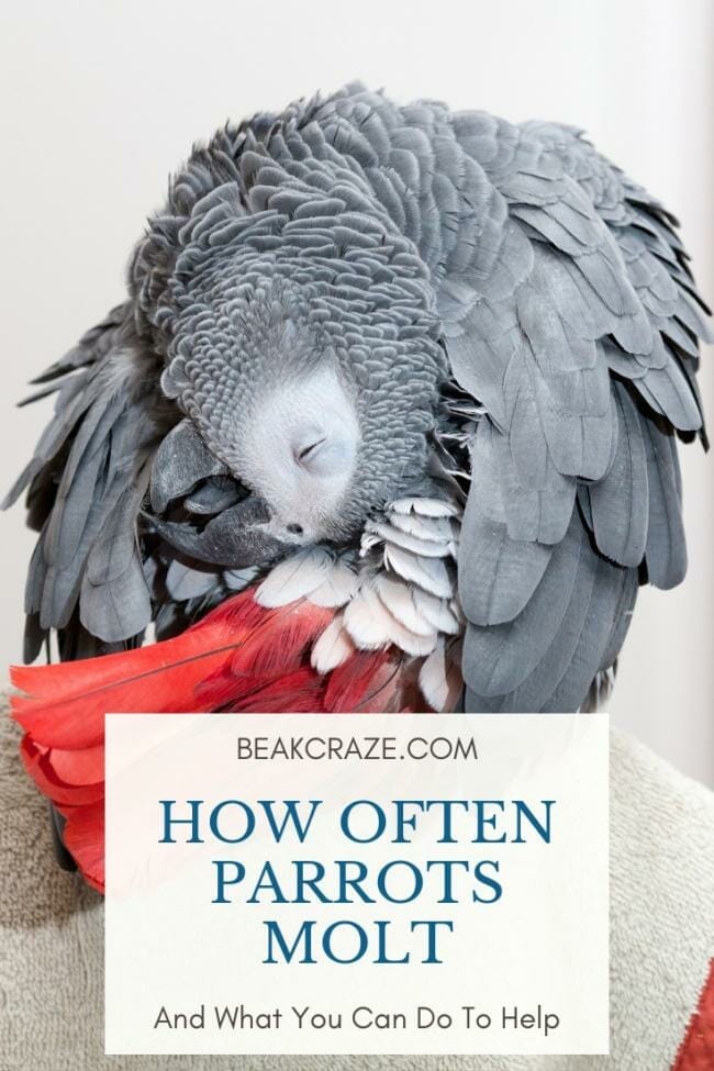 How often do parrots molt?