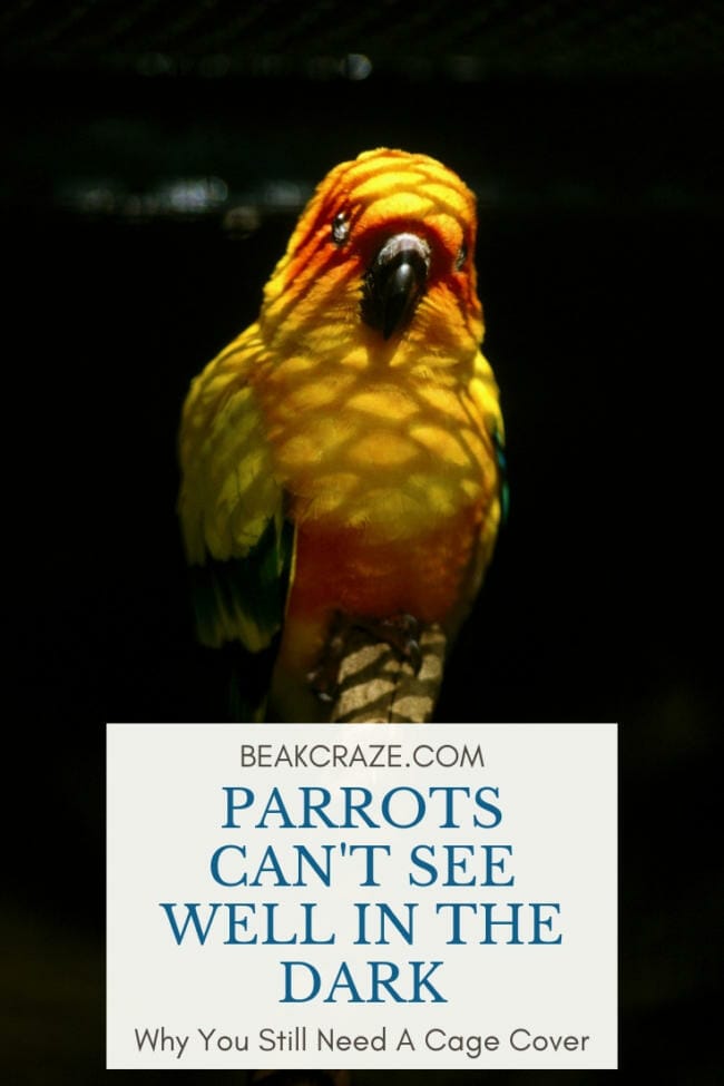 Can parrots see in the dark?