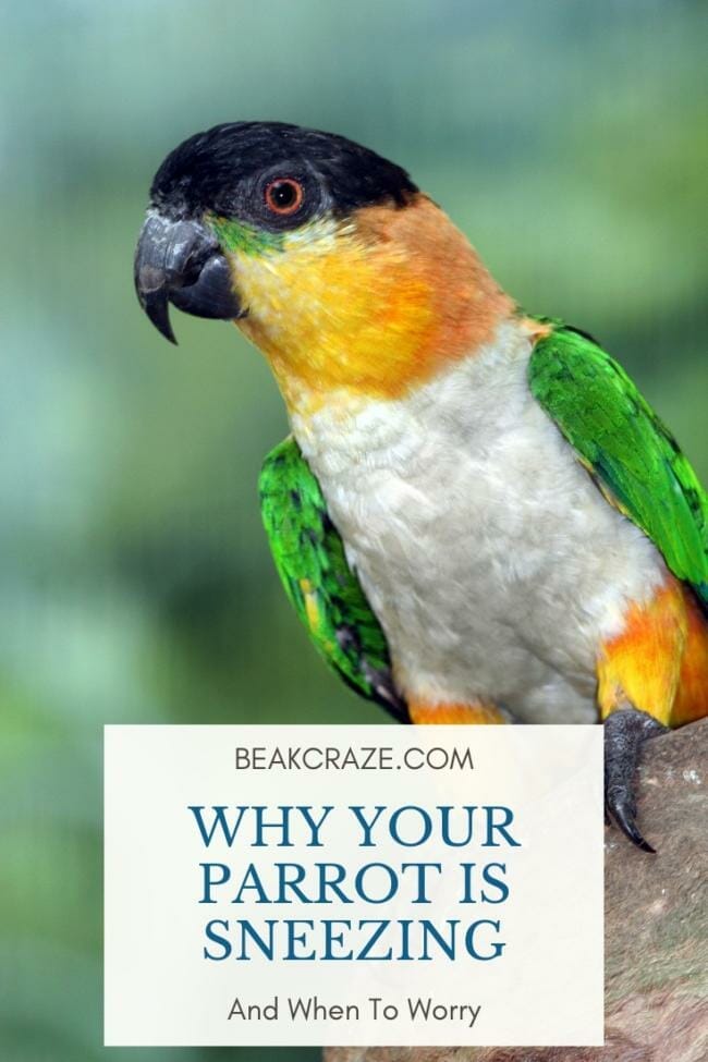 Why is my parrot sneezing?