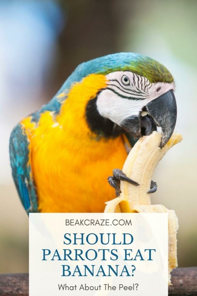 Can Parrots Eat Banana? What About The Peel Or Banana Bread?