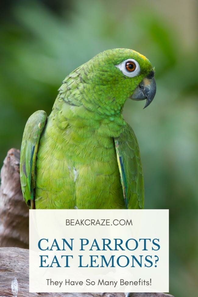 Can parrots eat lemons?