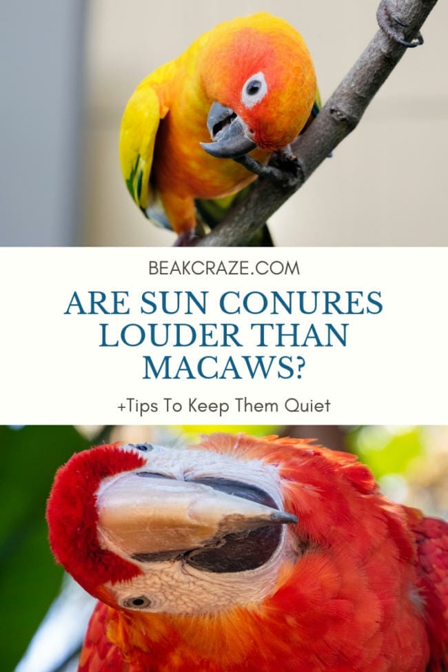 Are Sun Conures Louder Than Macaws?