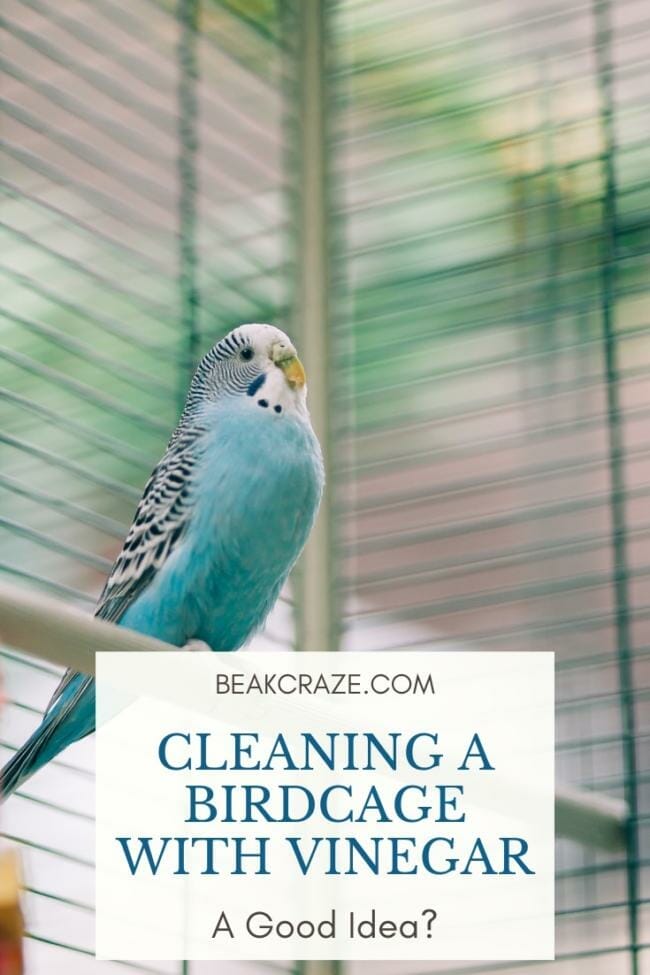 Can I Clean A Bird cage with vinegar?