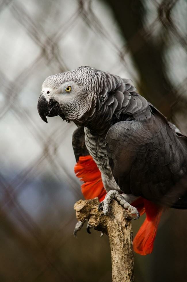 African Greys compared to macaws intelligence