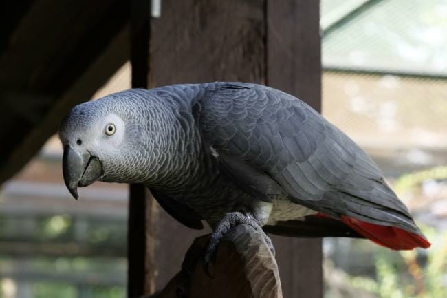 African Grey Family Member