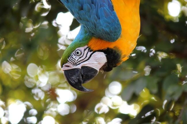 how to calm an aggressive macaw