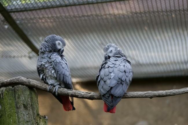 Do parrots stay together their whole life?