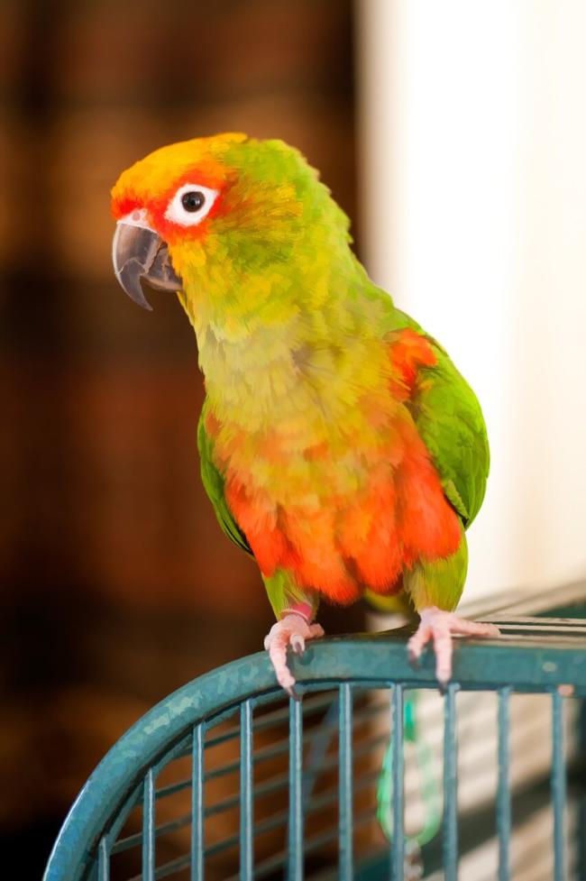 The 6 Best Bird Toys For Conures (And What To Avoid)