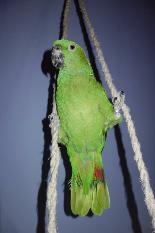 what is a good bird swing?