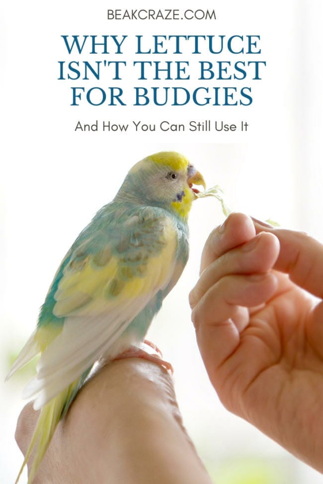 Why Budgies Shouldn't Eat Lettuce (How To Use It Instead)