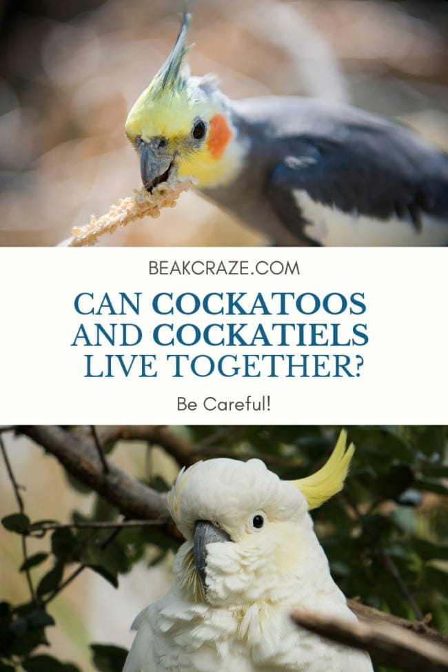 Cockatoo sale and cockatiel