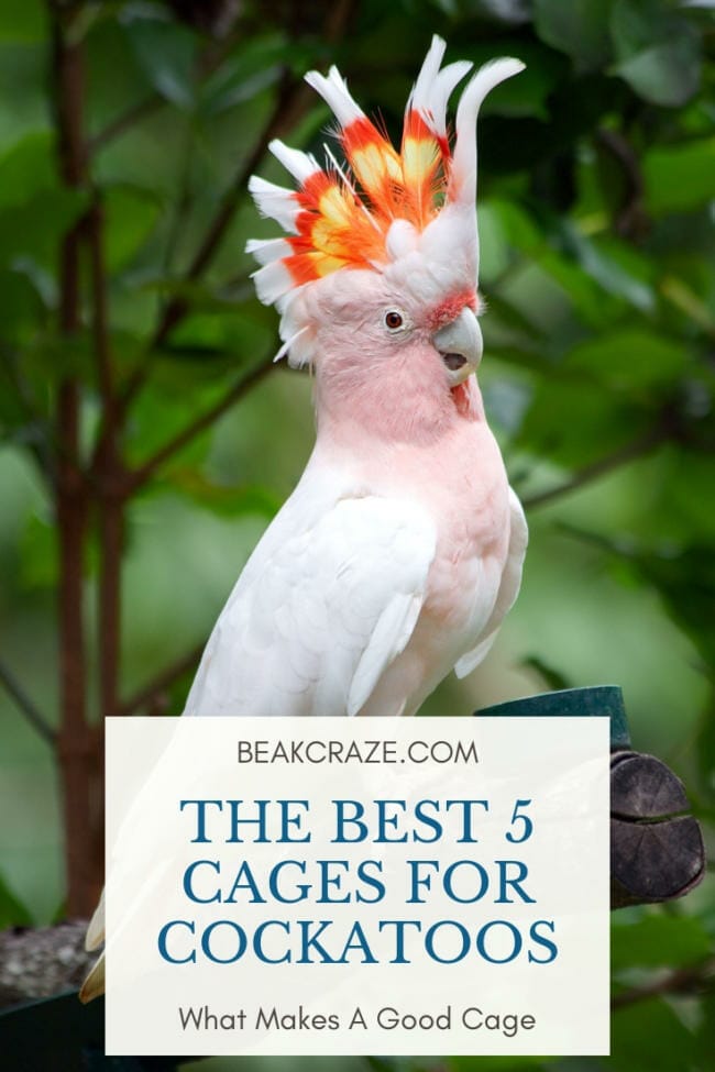 best bird cages for cockatoos