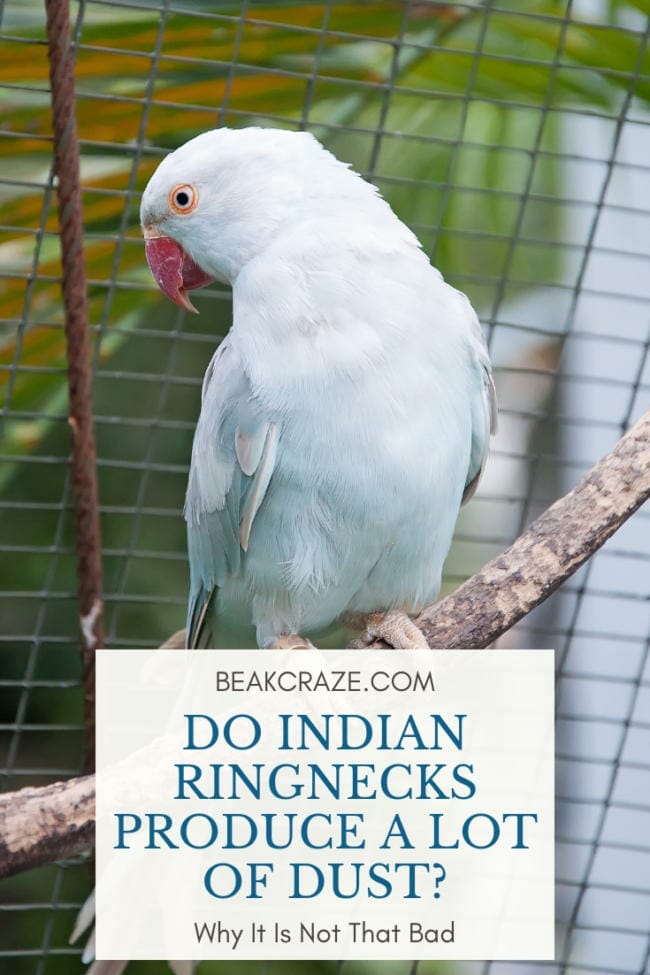 are indian ringnecks dusty?