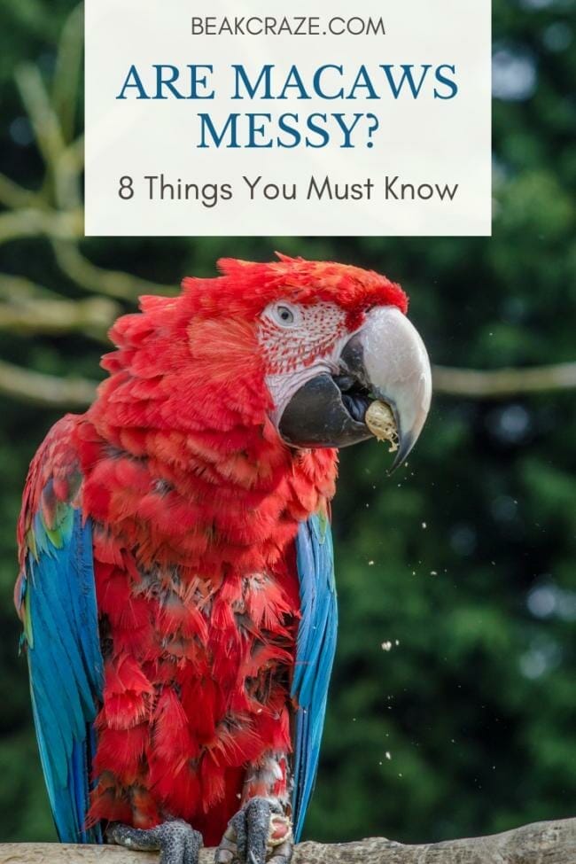are macaws messy?