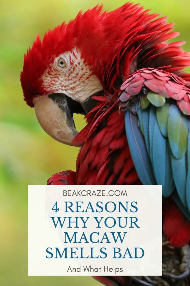 do macaws smell bad?