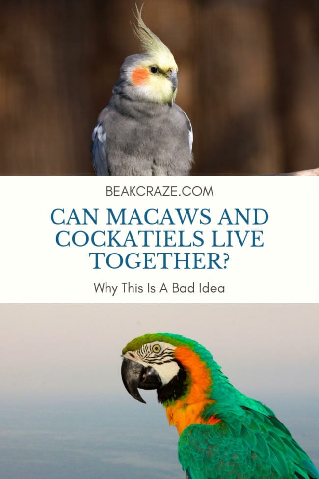 Can macaws and cockatiels live together?