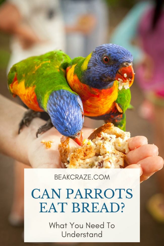 can parrots eat bread?