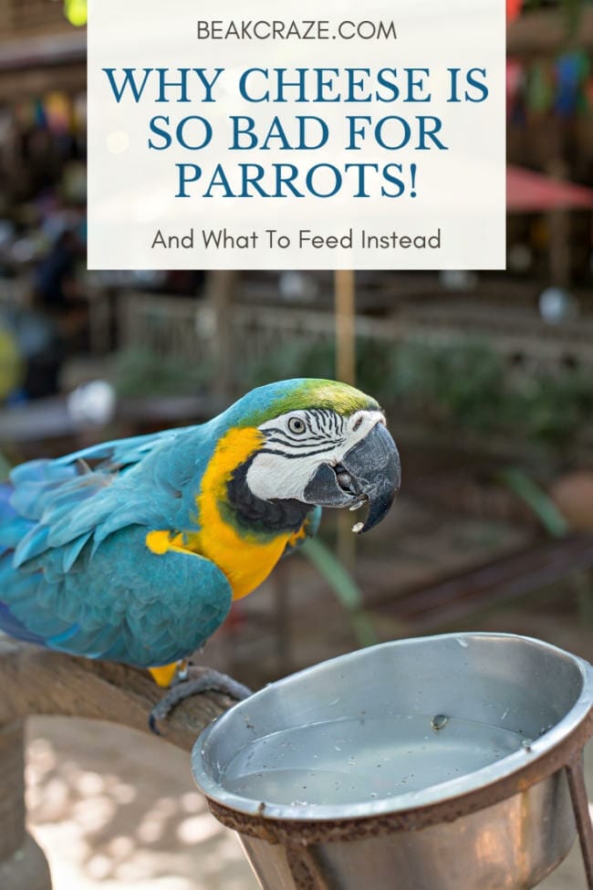 Why Cheese Is So Bad For Parrots And What To Feed Instead