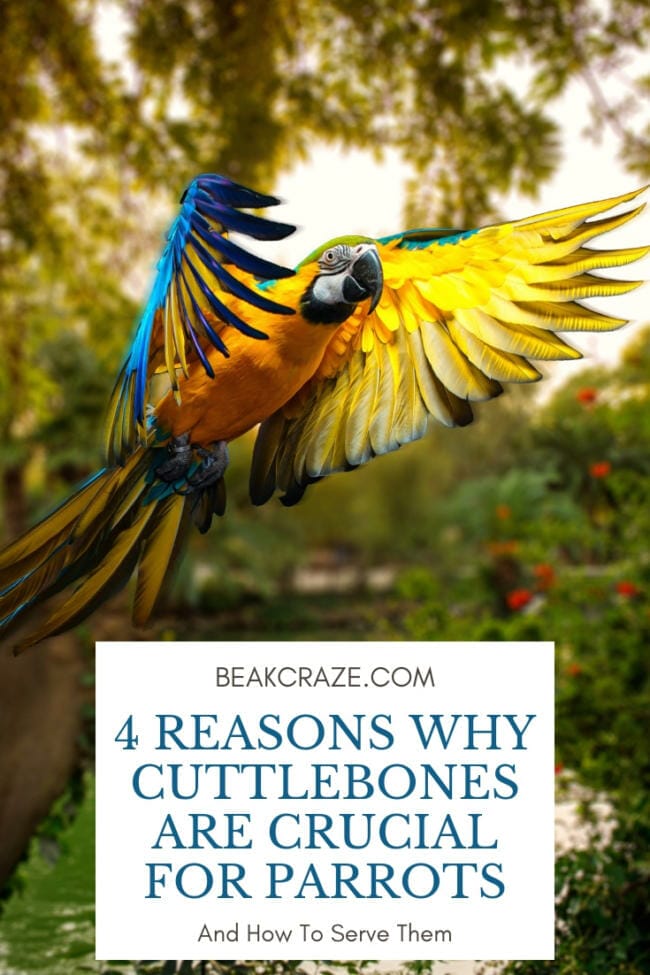 do parrots need cuttlebones?