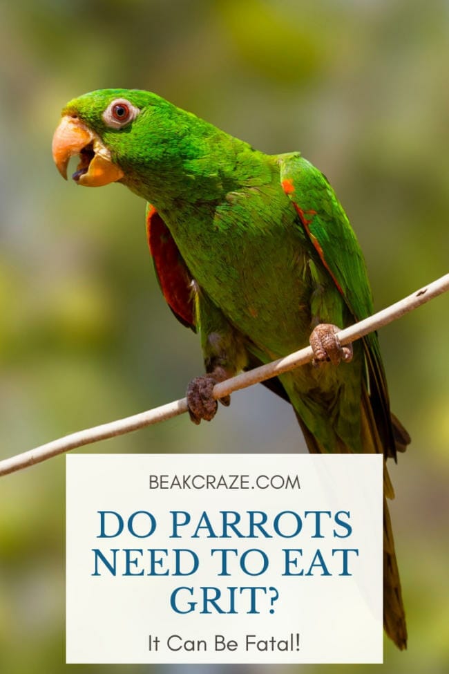 Should You Actually Feed Your Parrot Grit? It Can Be Fatal!