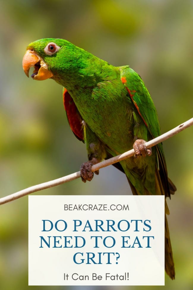 do parrots need grit?