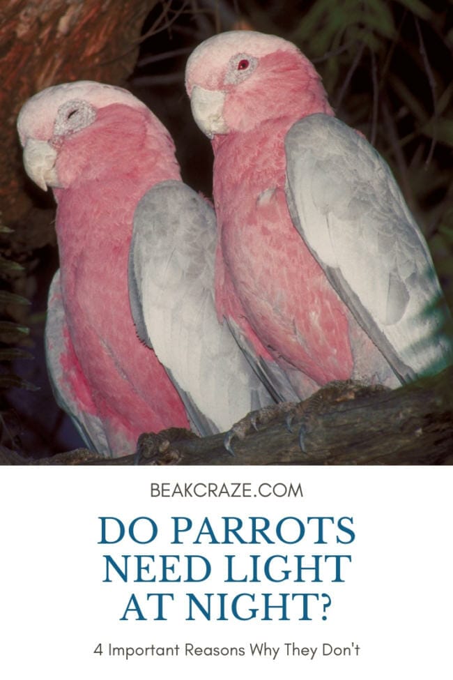 Do parrots need light at night?