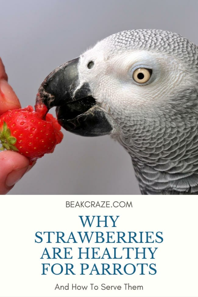 Why Strawberries Are Healthy For Parrots