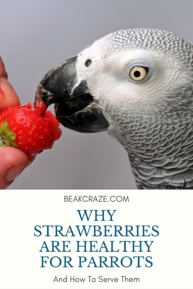 Can parrots eat strawberries?