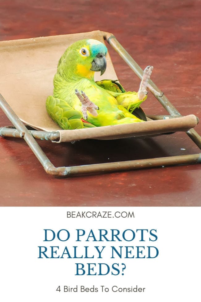 do parrots need beds?