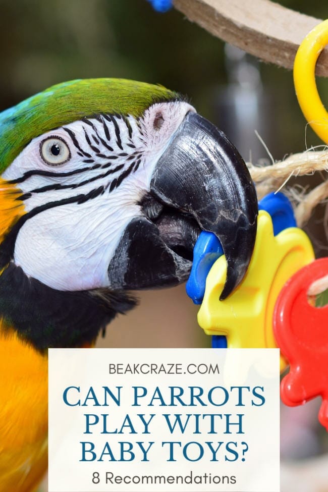 Can parrots play with baby toys?