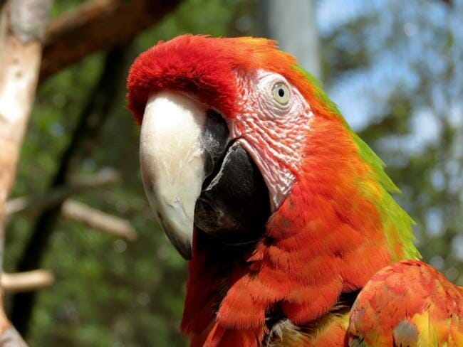 Parrot mammal characteristics