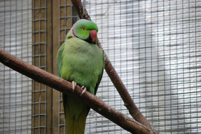 can indian ringnecks and cockatiels live in the same cage?