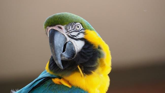 why is my blue and gold macaw biting
