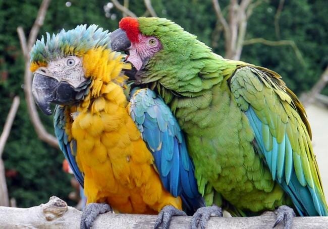 do macaws make a lot of mess?