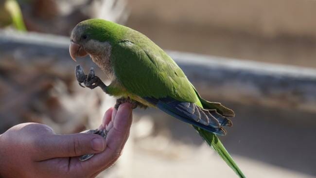 is bread healthy for parrots?