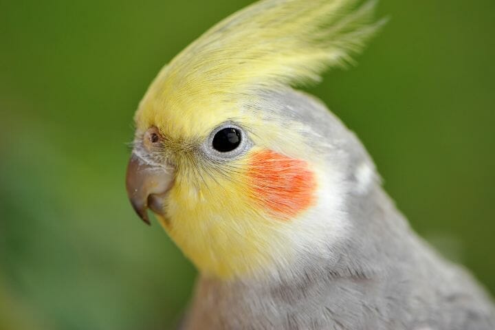 green and yellow cockatiel