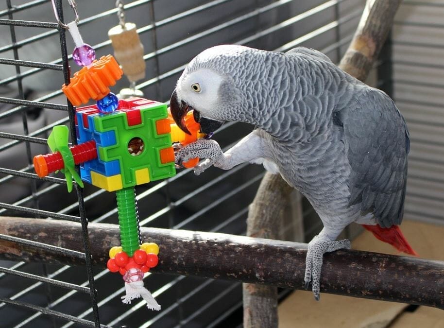 are dog rope toys safe for birds