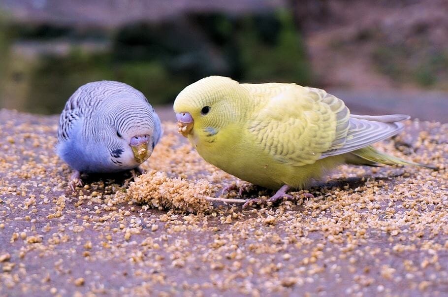 molting food for parakeets