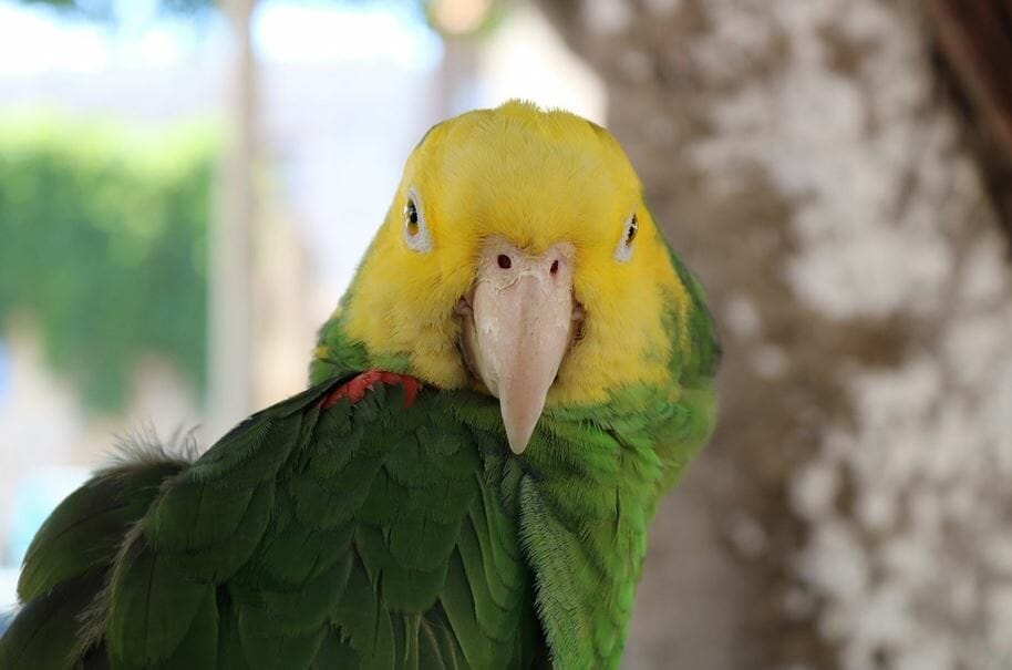 yellow headed parrot