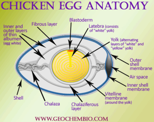 Chicken Egg Anatomy