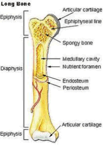 Long bone anatomy