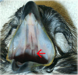 Choana slit and papillae in birds