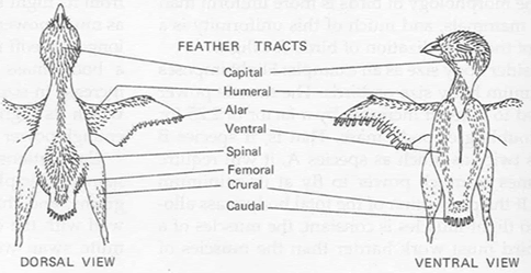 Feather Tracts
